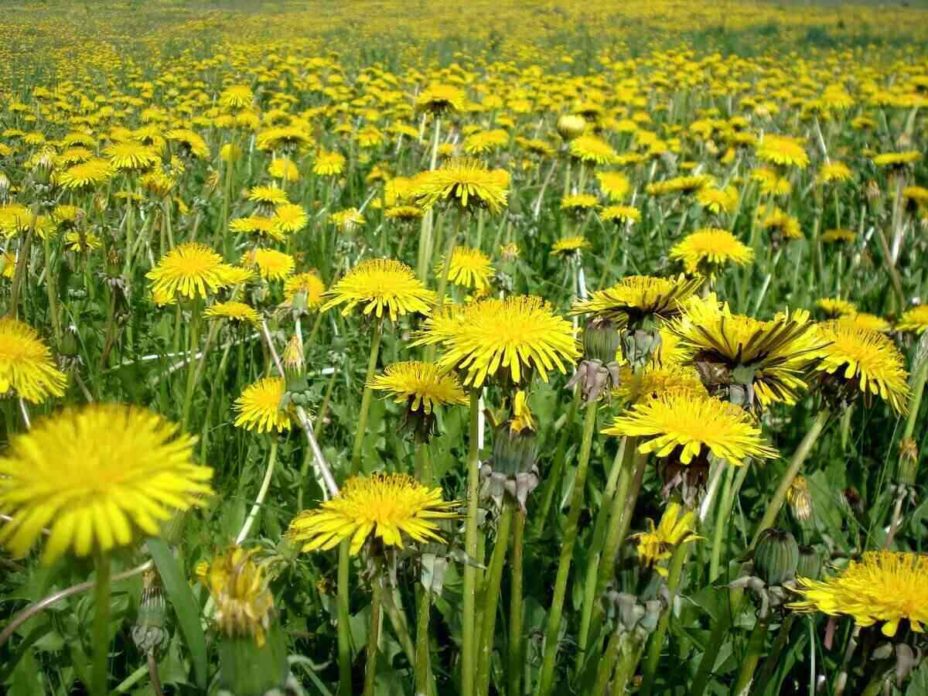 How Dandelions Benefit You and Your Yard