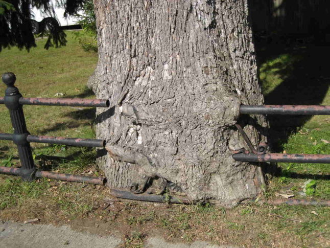 Trimming Trees On A Property Line: What Are Your Rights? Your Neighbor’s?