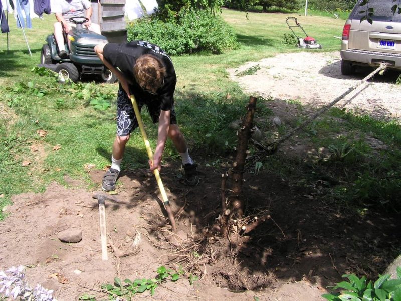 5 Ways To Remove A Tree Stump Lawnstarter   Manual Stump Removal Normanack Cc20  800x600 