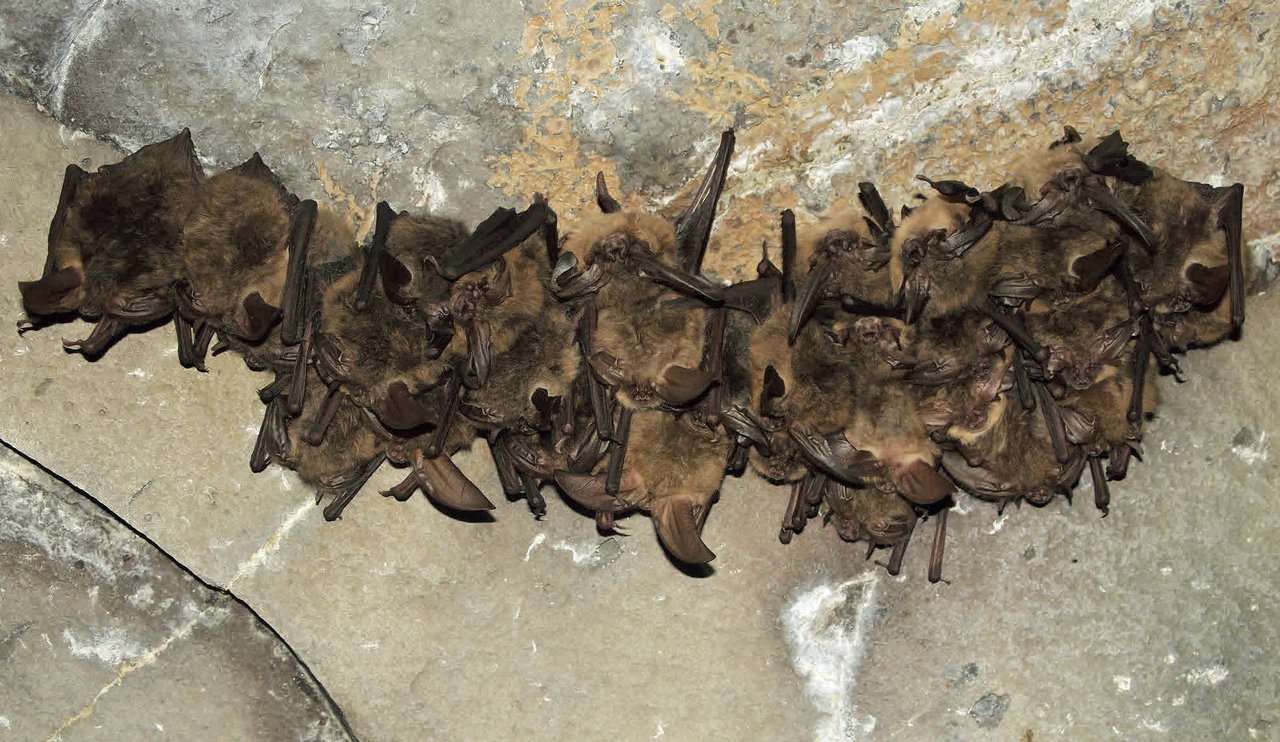 Bat Guys Living With Urban Wildlife