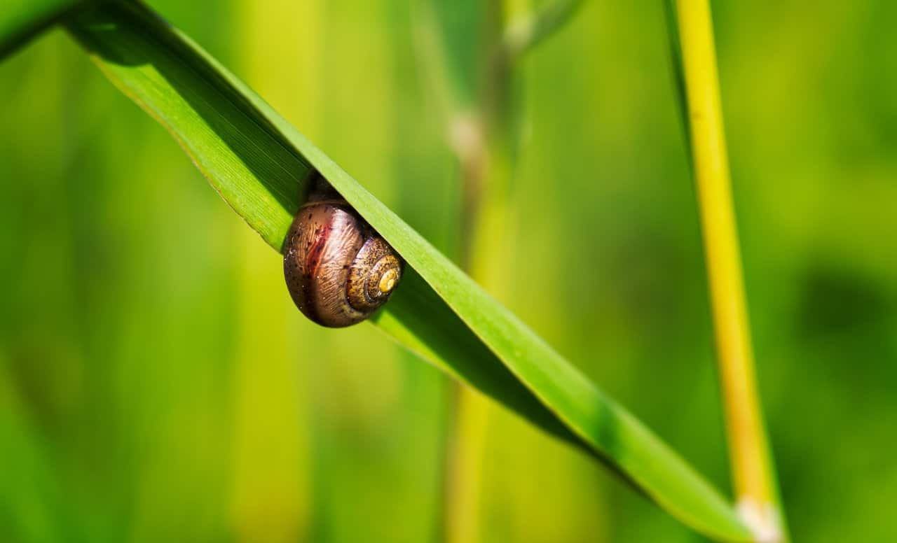 Eating Garden Snails California Fasci Garden