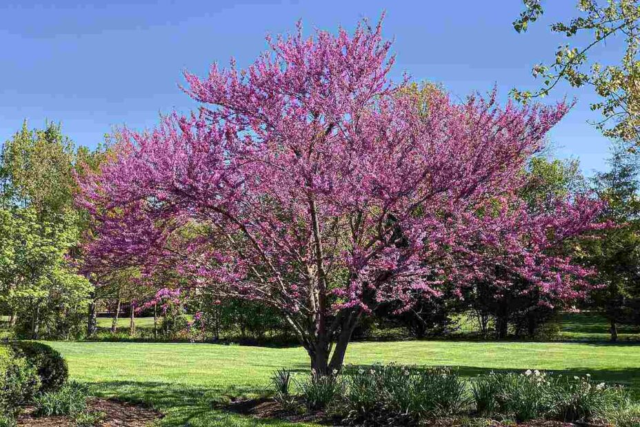 14 Best Trees To Plant In Atlanta, Ga