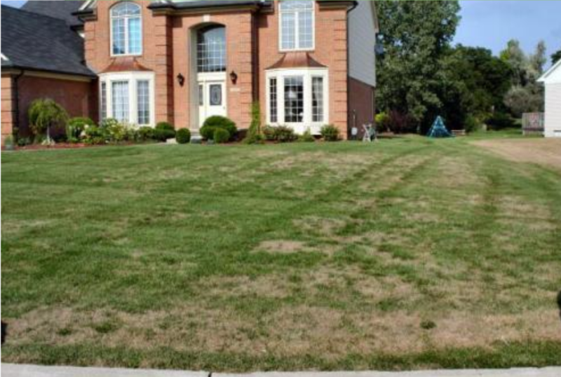 How to Identify and Control Billbugs in Your Lawn