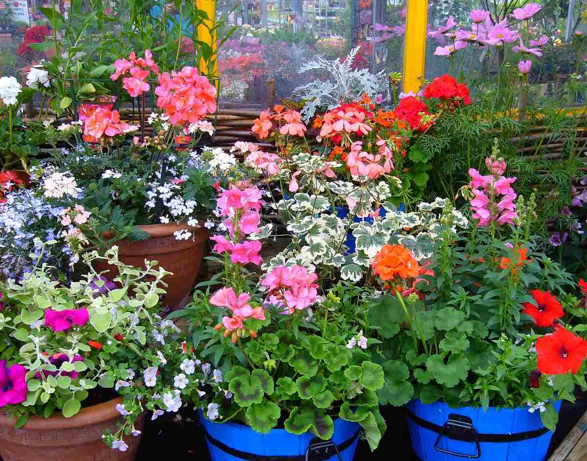https://www.lawnstarter.com/blog/wp-content/uploads/2019/12/flowering-pot-plants-g664218043_1920-1.jpg