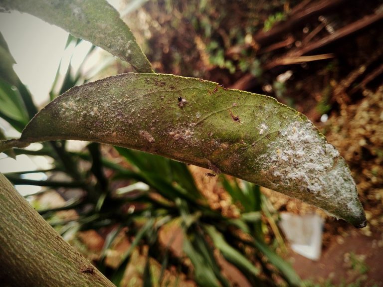 tree-diseases-to-watch-out-for-in-virginia-beach-lawnstarter