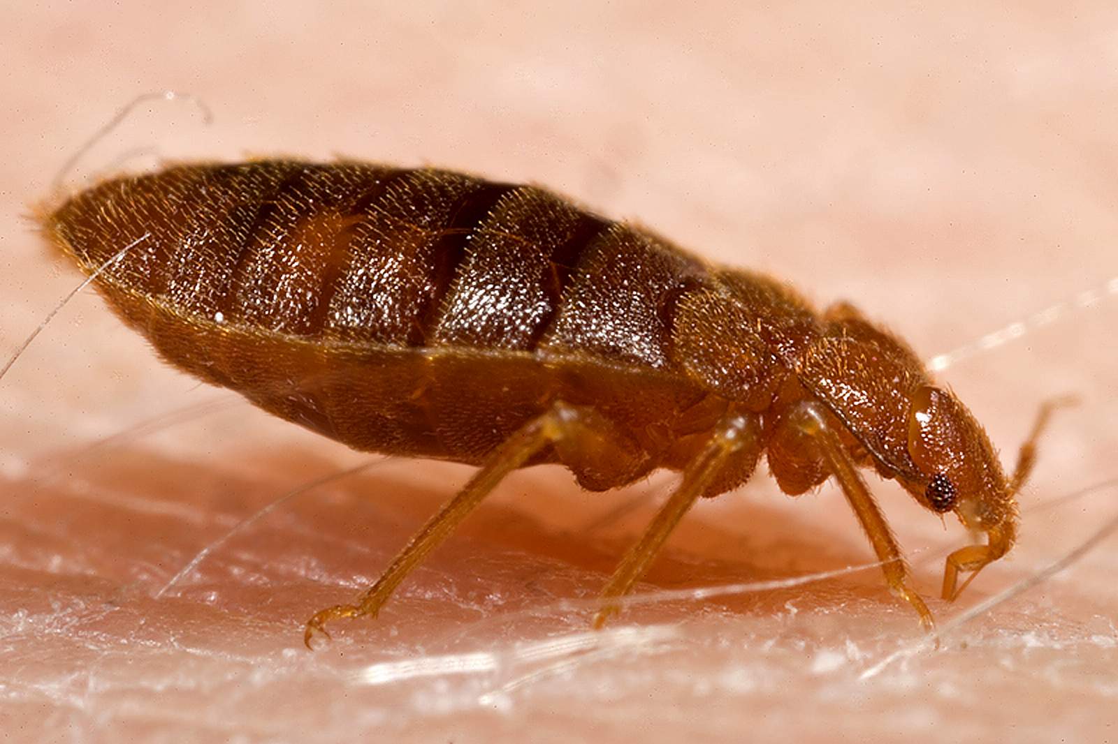 Don t Let The Bedbugs Bite In Fort Worth