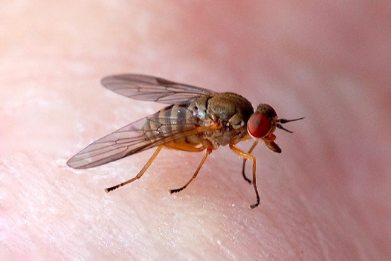 Greenhead flies: The bug that just won't die - The Boston Globe