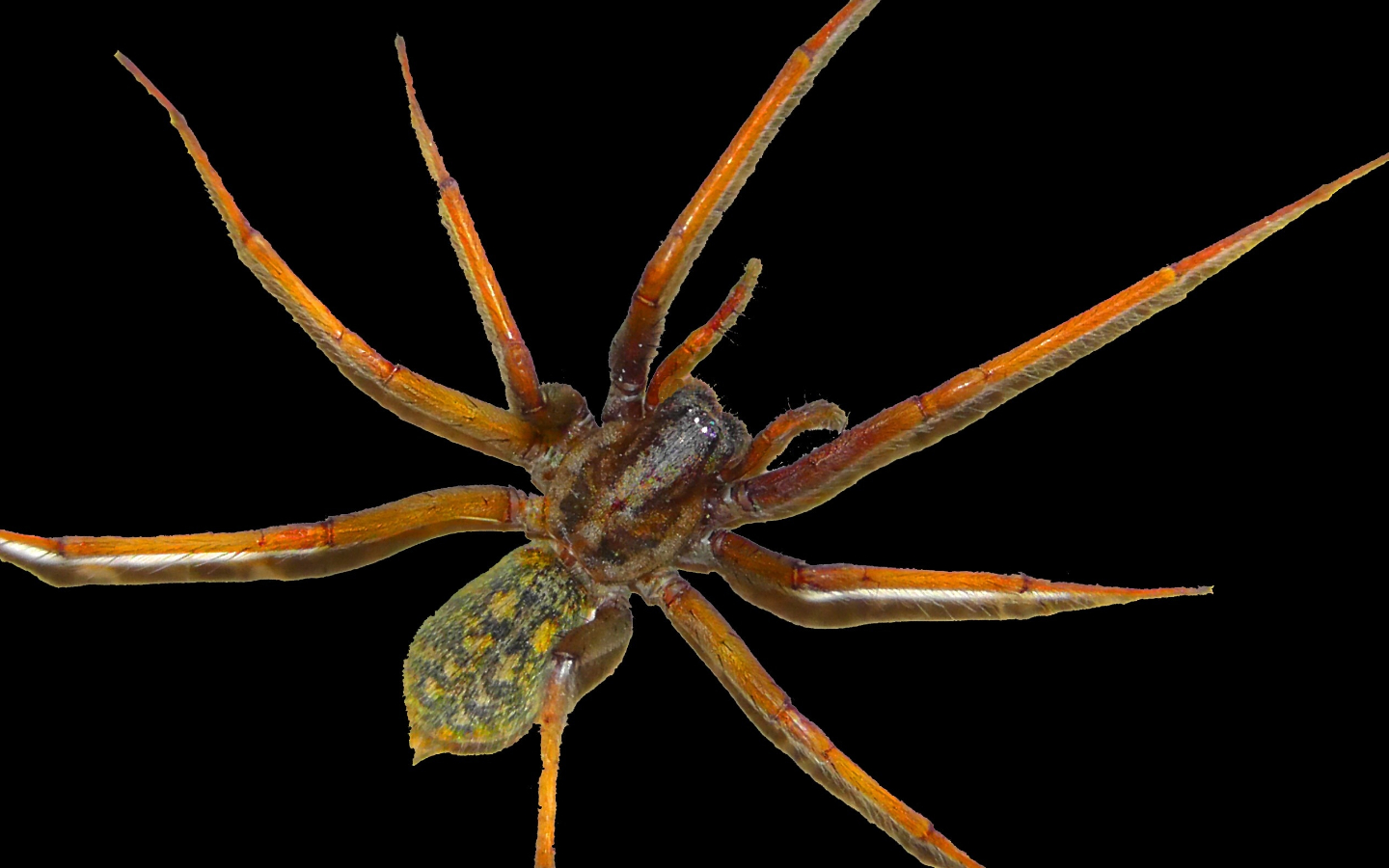 Blog - Why Even Non-Venomous Texas Spiders Can Be Dangerous Pests