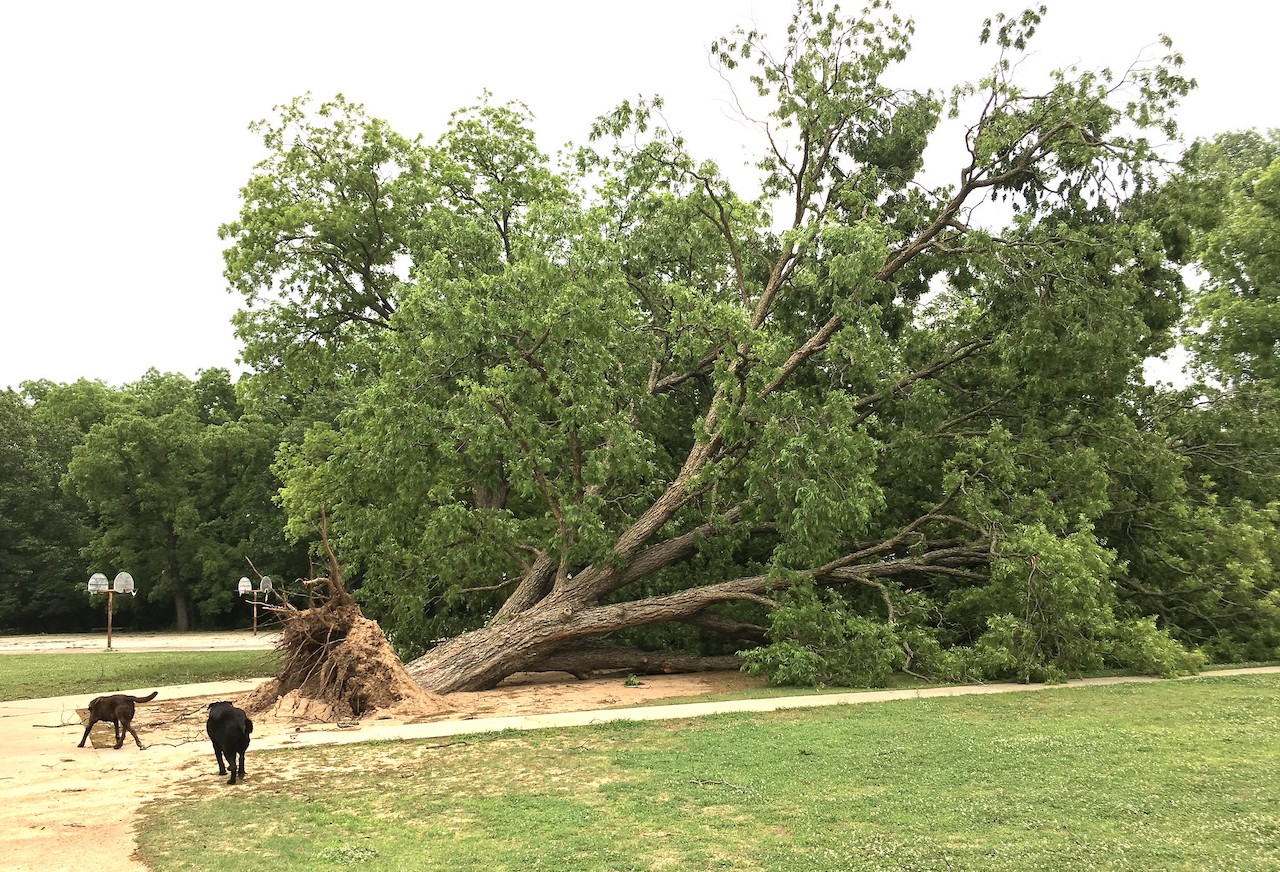 10 Worst Trees For San Antonio Lawnstarter
