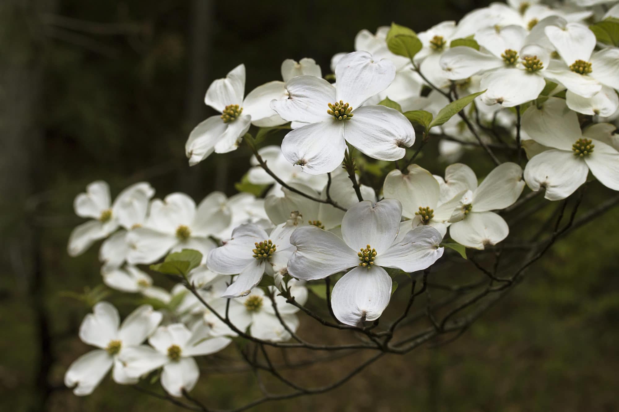 Best Native Trees To Plant In Washington, D.c.