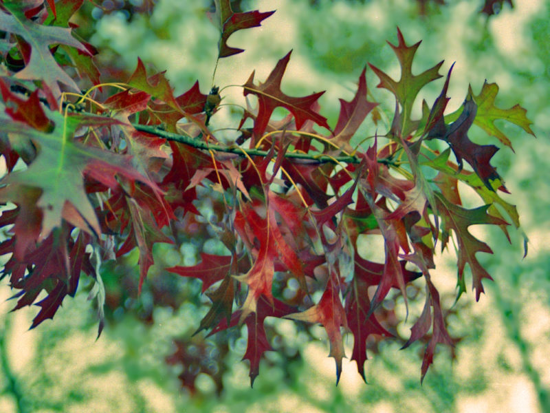 Trees For Sale Raleigh Nc