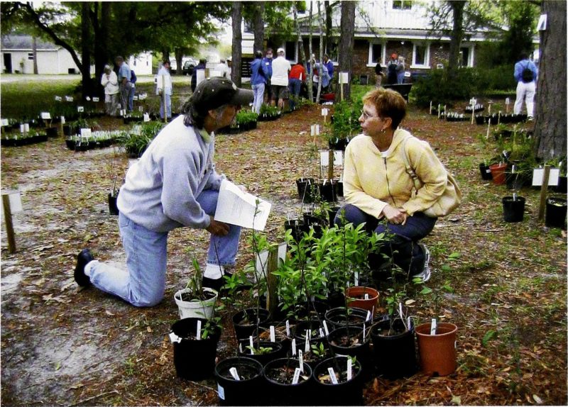 raleigh-tree-regulations-rules-for-planting-trees-in-the-city-of-oaks