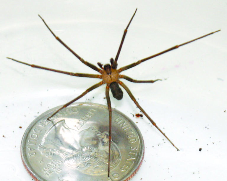 How to Get Rid of Brown Recluse Spiders - Lawnstarter