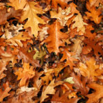 What to Do With Leaves: 7 Things