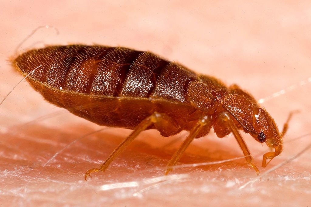 bed bug pictures actual size