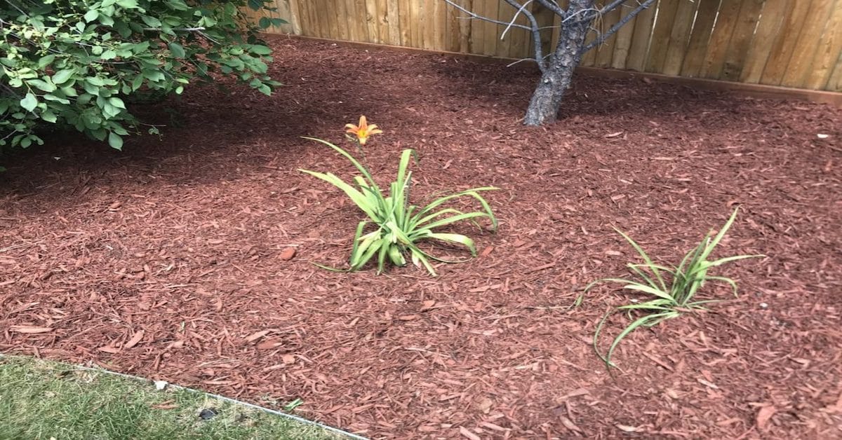 Pine Bark: Eco-Friendly Mulch - Everything You Need to Know