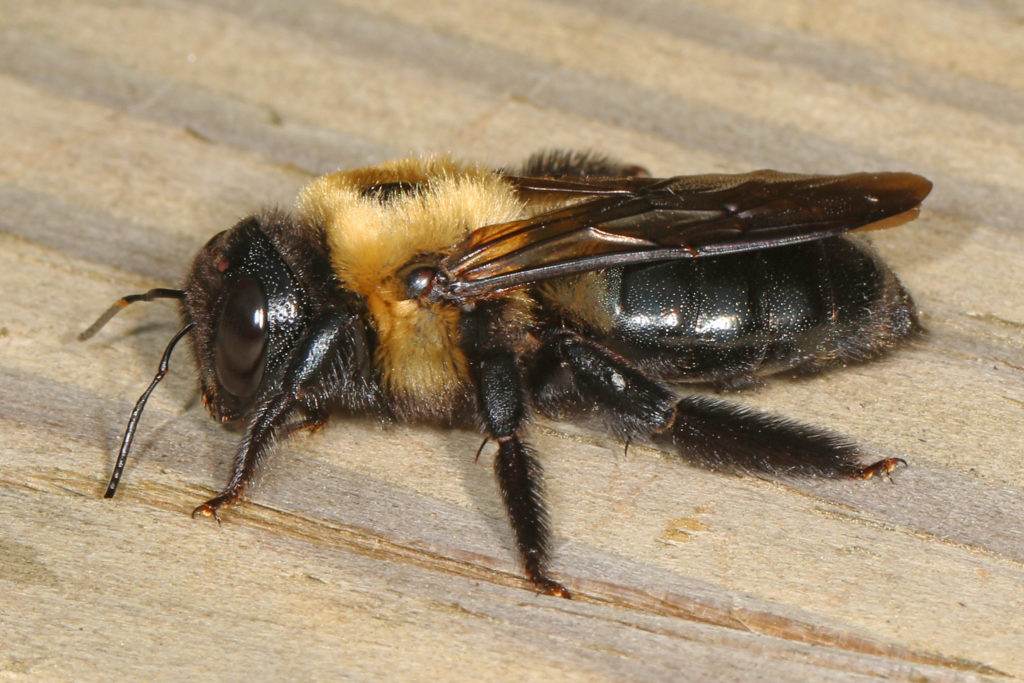 wood burrowing bees