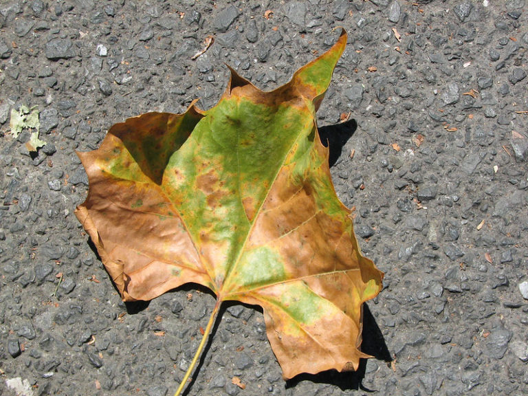 Maple Tree Diseases and How to Treat Them - Lawnstarter