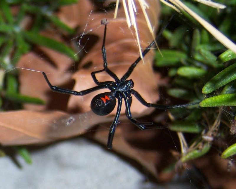 How to Get Rid of Black Widow Spiders - Lawnstarter