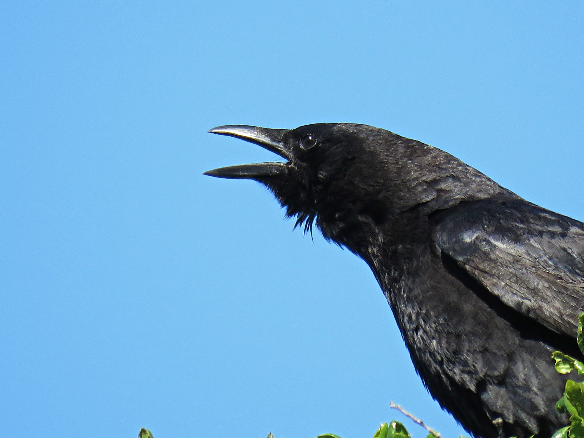 crow wingspan