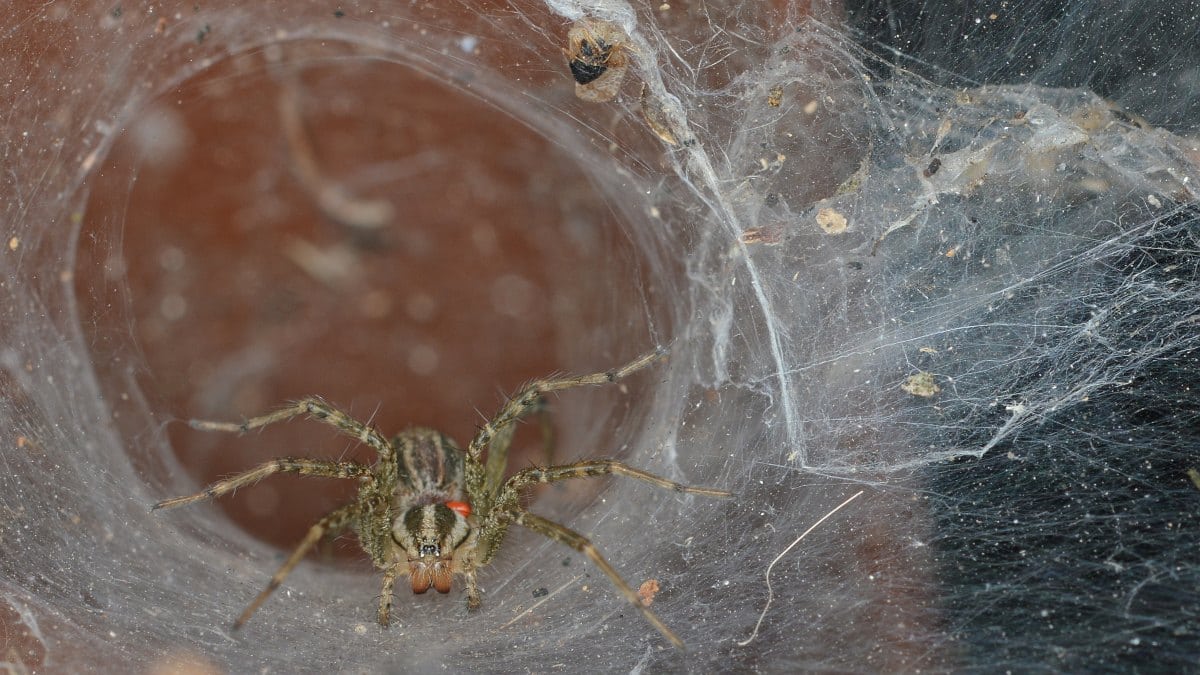 Florida Spiders in the Fall, Preventing Spiders