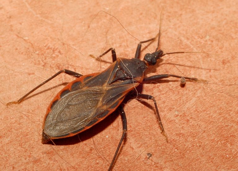 how-to-get-rid-of-kissing-bugs-lawnstarter