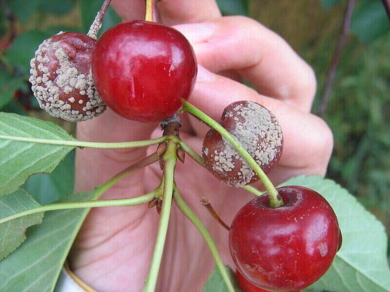 7 Common Cherry Tree Diseases and How to Treat Them