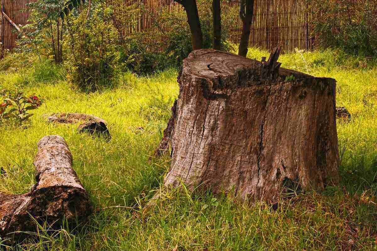 tree stump painting