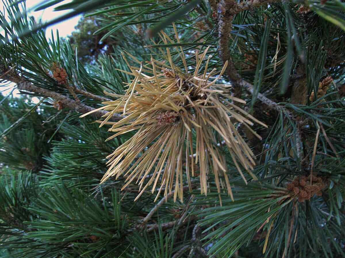 pine tree trunk fungus