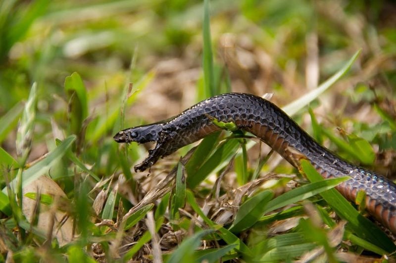 How to Get Rid of Snakes in Your Lawn, Landscape