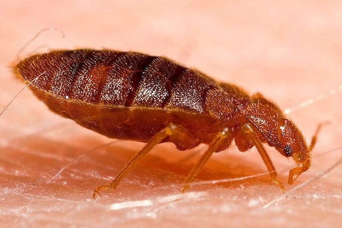 10 Bugs That Look Like Bed Bugs And How To Tell The Difference