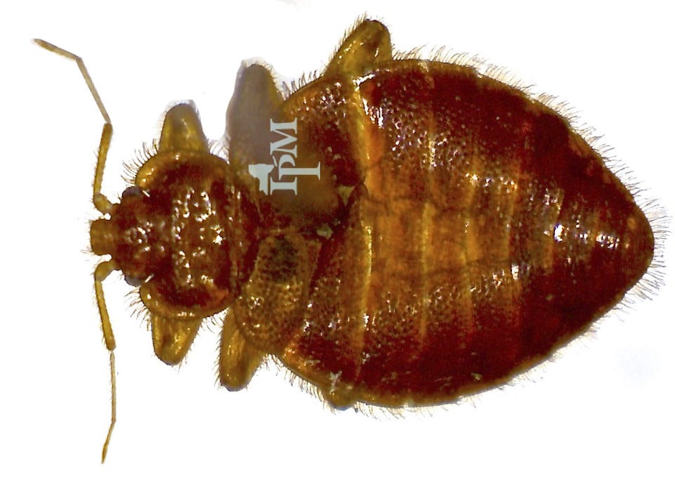 10 Bugs that Look Like Bed Bugs and How to Tell the Difference