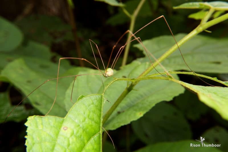 what-are-daddy-longlegs-everything-you-should-know