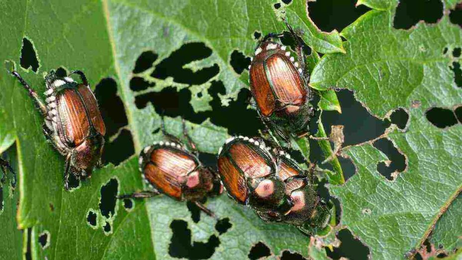 How to get rid of Japanese beetles in your yard