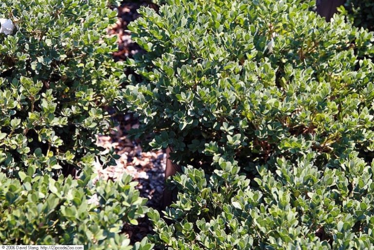 How to Care for Boxwood Shrubs