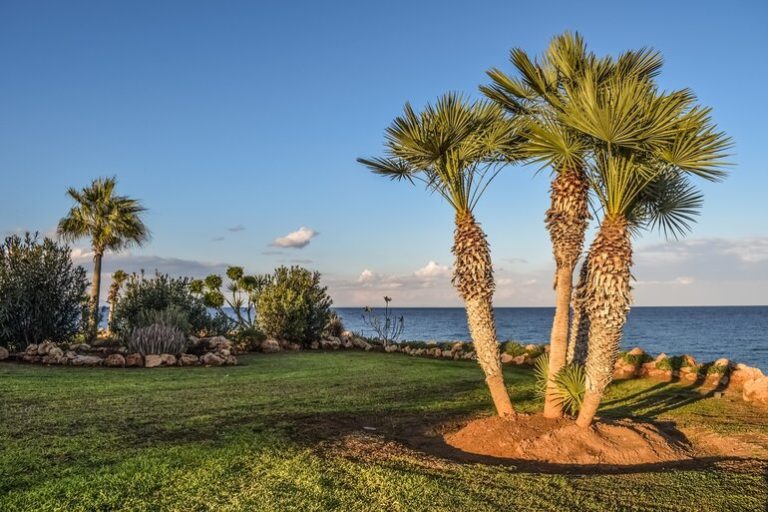 How to Landscape With Palm Trees in Orlando