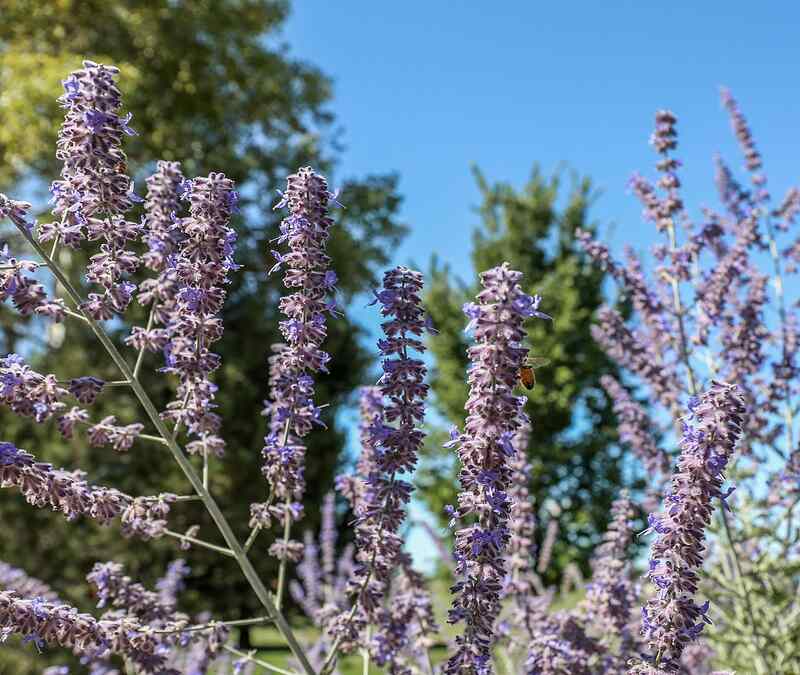 A beautiful purple colored russian sage