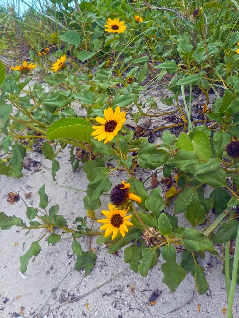 47 Native Plants for Florida Flowers, Shrubs, and Trees Lawnstarter