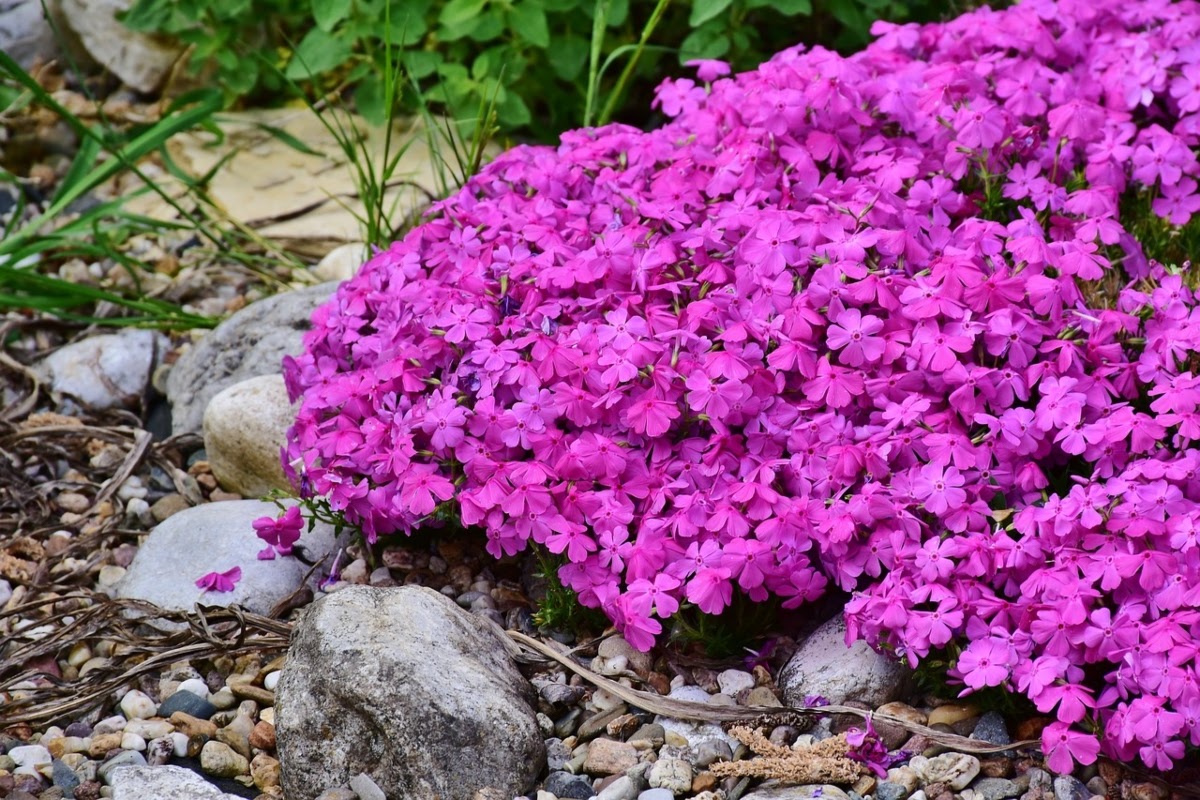 The Best Ground Cover Plants To Use In Your Landscape