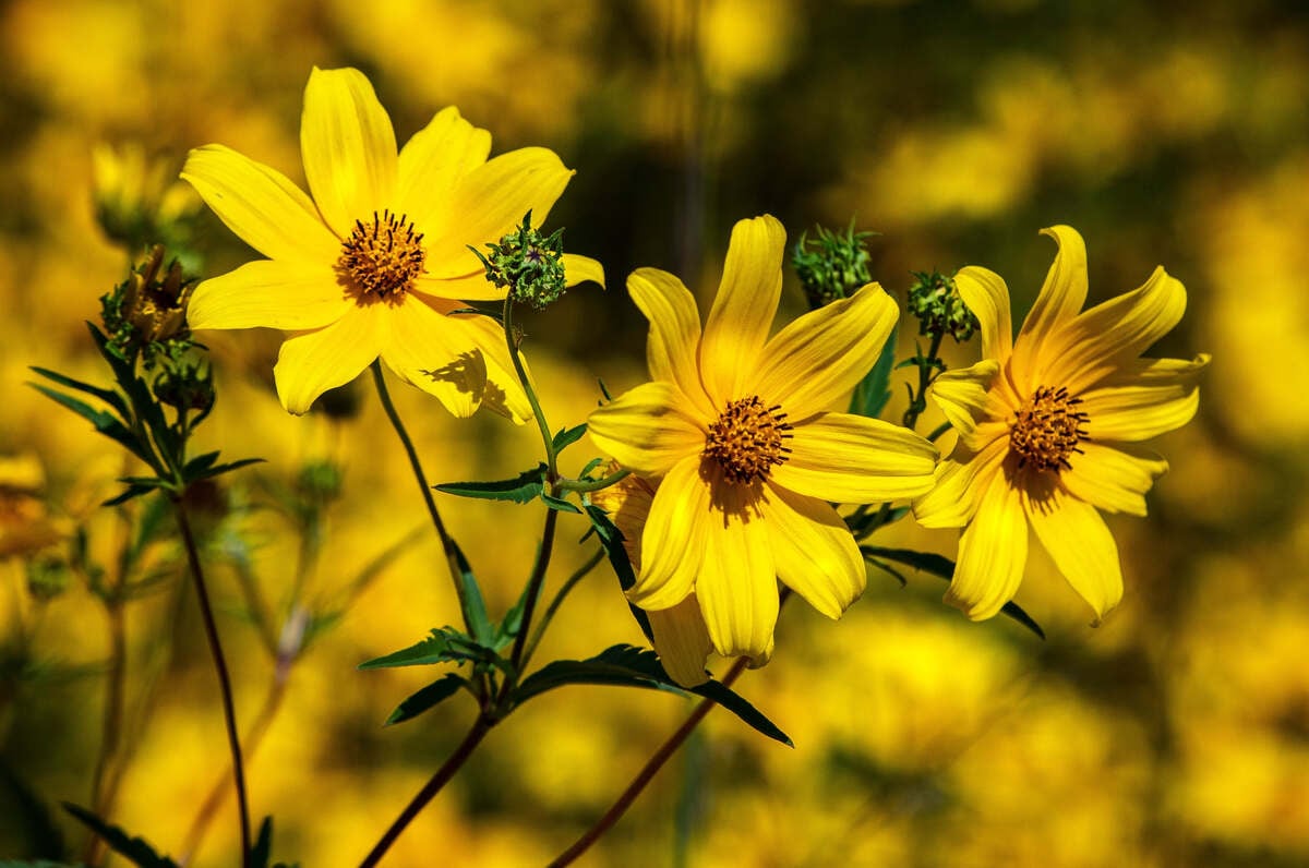 6 Wind-resistant Plants That Look Great in Your Landscape 