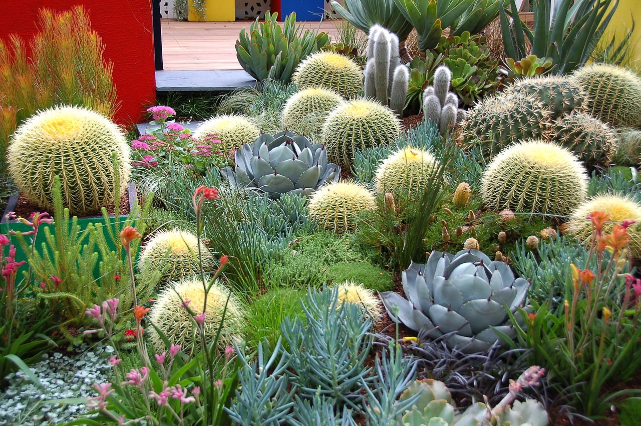 Planting A Simple Cacti Garden - A Beautiful Mess