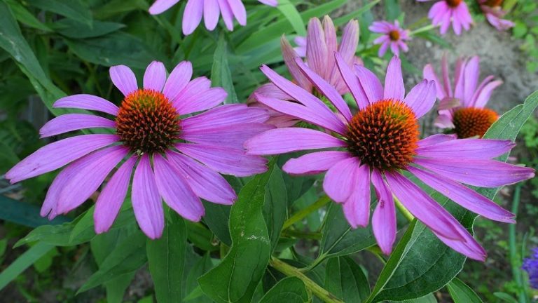 30 Native Plants for Texas by Region