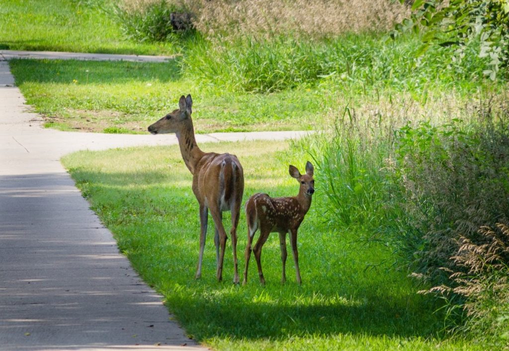 Choosing the best deerresistant plants for your Philly