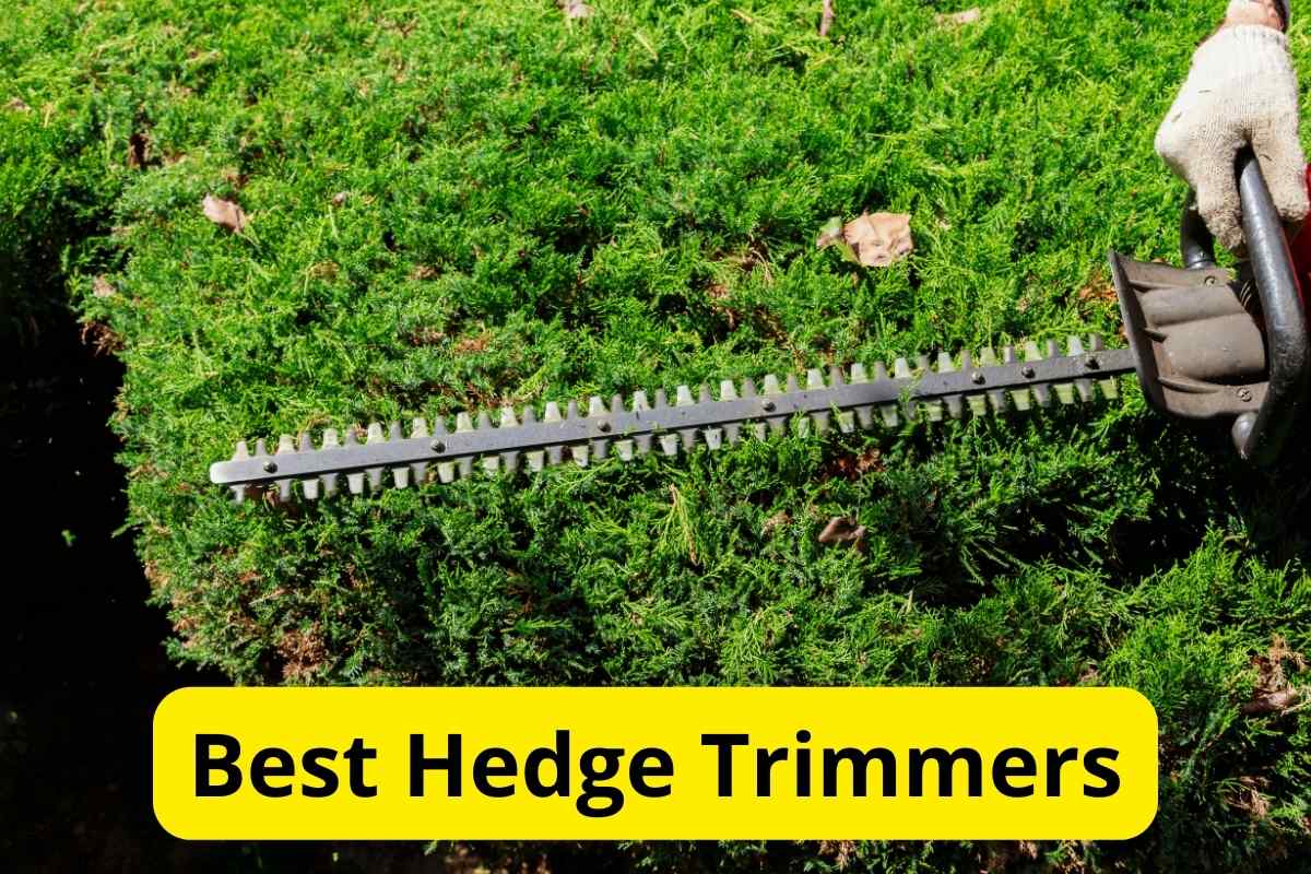 cutting a hedge with hedge trimmer with text overlay on it