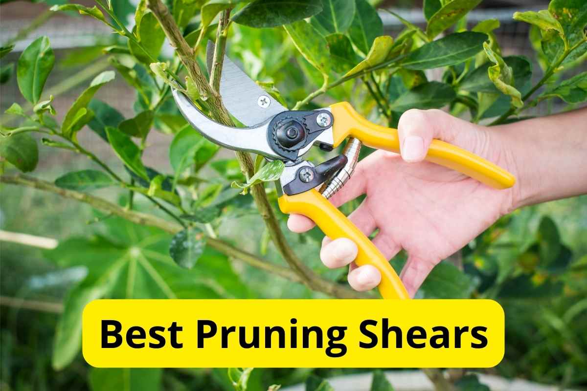 person using pruning shears with text overlay on it