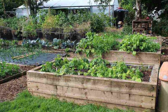 Pricing Guide: How Much Do Raised Garden Beds Cost? - Lawnstarter