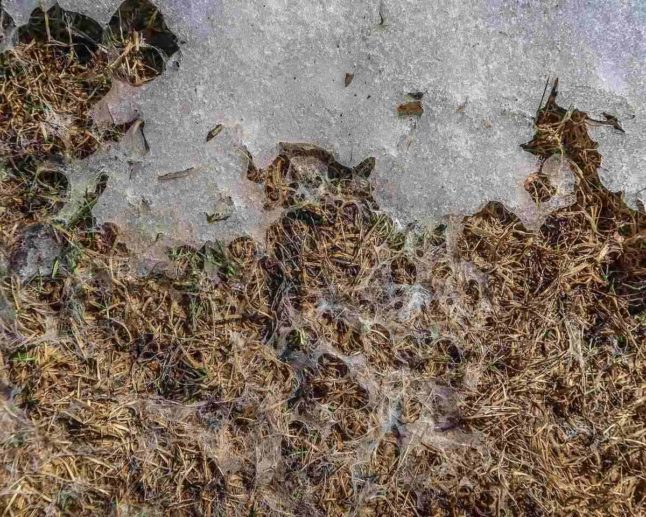 How To Get Rid Of Snow Mold