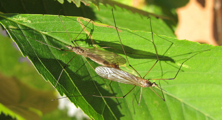 how-to-get-rid-of-crane-flies-lawnstarter