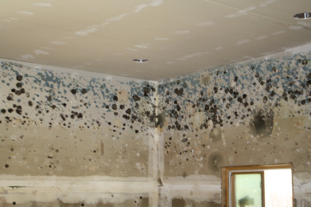 Can I stay in my house with black mold ? - Double Clean