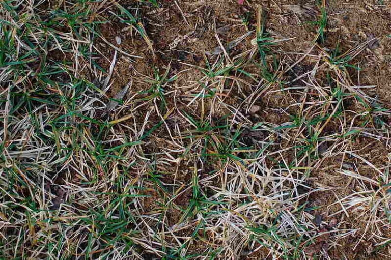 Yellow Grass: Causes and Treatment